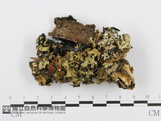 登錄號:F0012202藏品圖，第3張