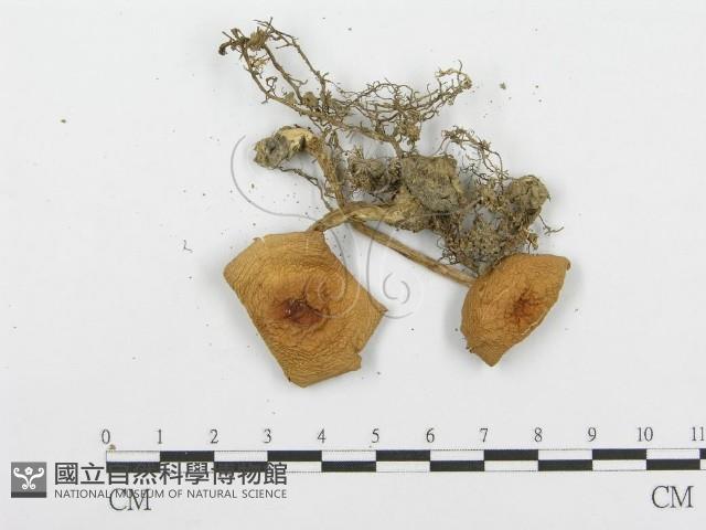 登錄號:F0005202藏品圖，第3張