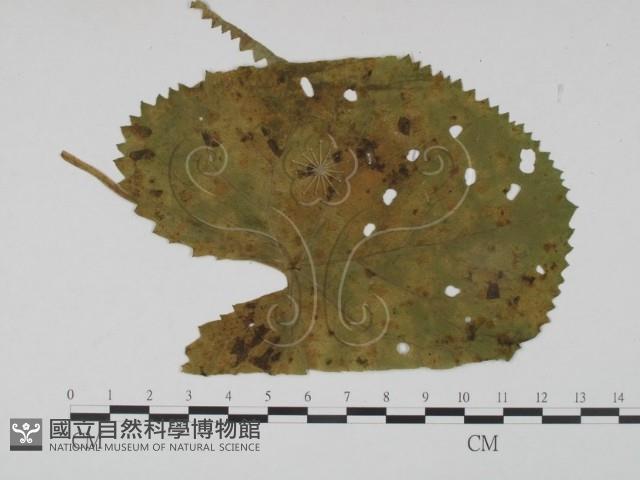 登錄號:F0019202藏品圖，第3張