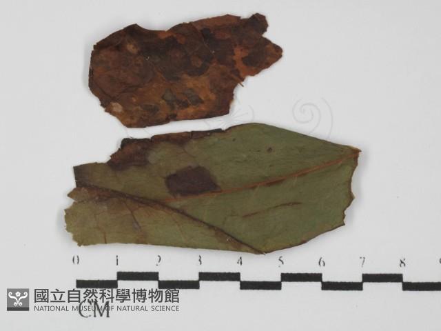 登錄號:F0028802藏品圖，第1張