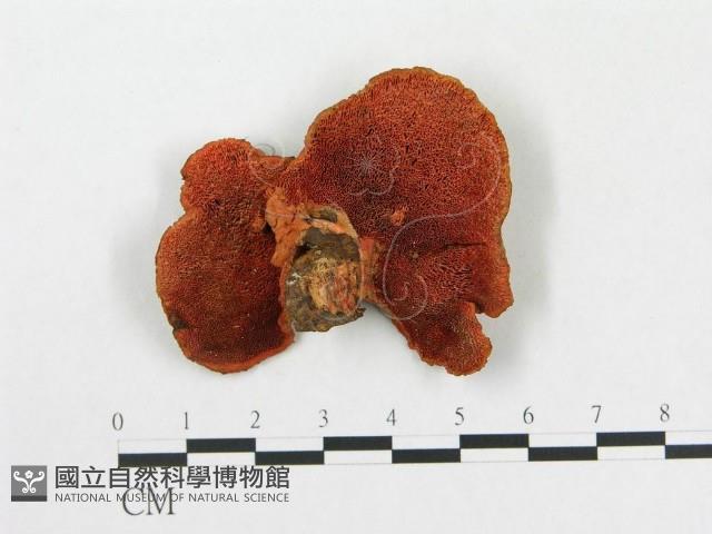 血紅密孔菌藏品圖，第1張