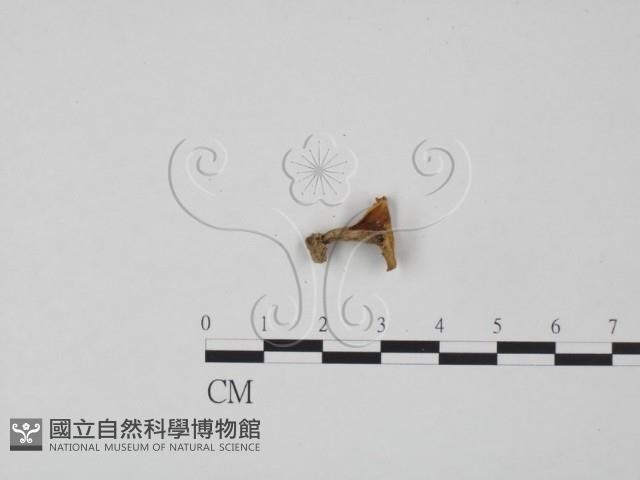 登錄號:F0020802藏品圖，第3張