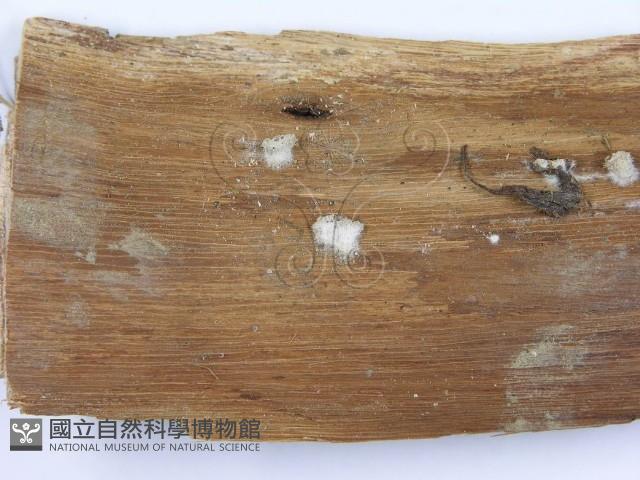 裂褶菌藏品圖，第3張