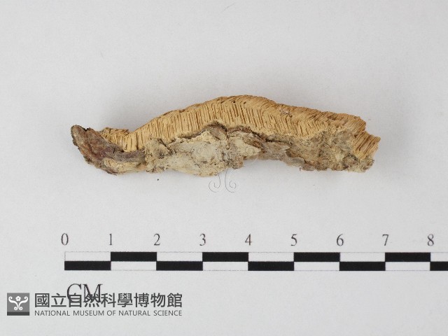 登錄號:F0006802藏品圖，第3張