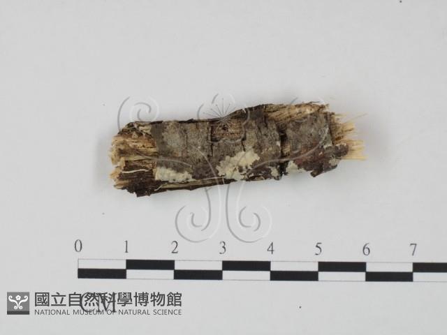 登錄號:F0021802藏品圖，第3張