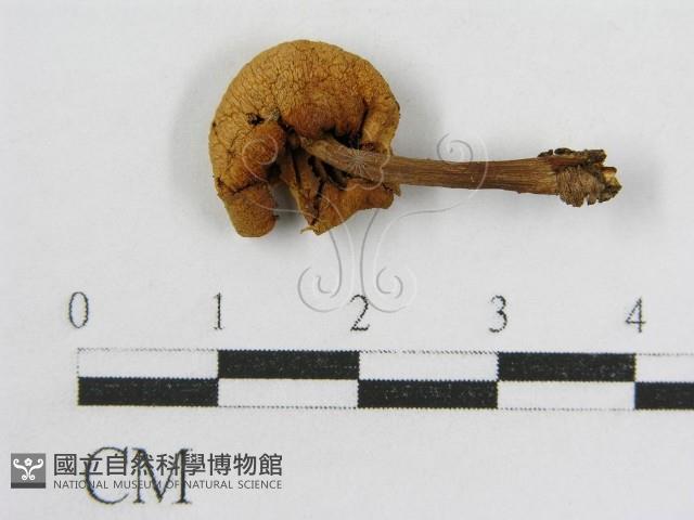 登錄號:F0004802藏品圖，第3張
