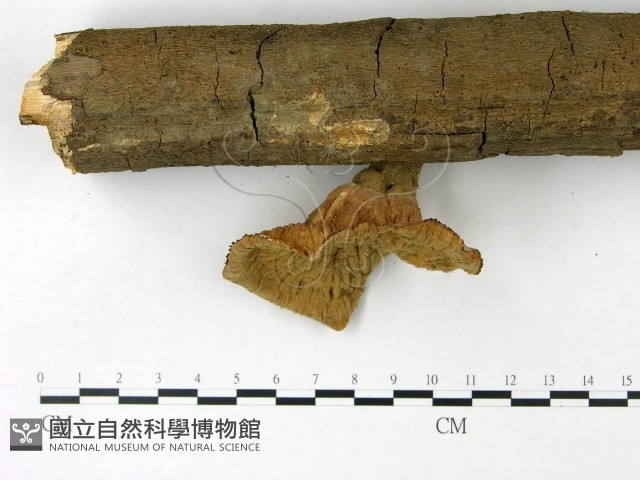 優雅波邊革菌藏品圖，第3張