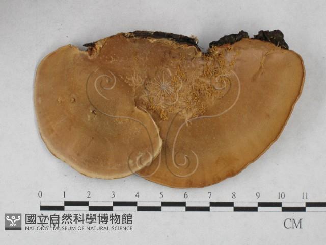 登錄號:F0027802藏品圖，第3張