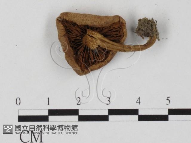 登錄號:F0025802藏品圖，第3張