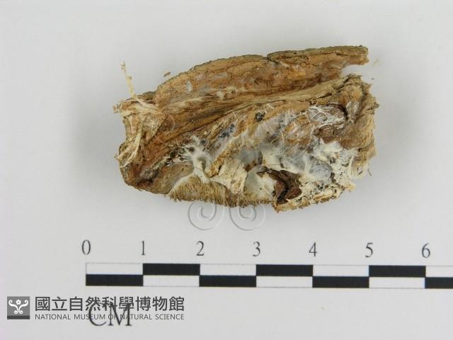 登錄號:F0015802藏品圖，第3張