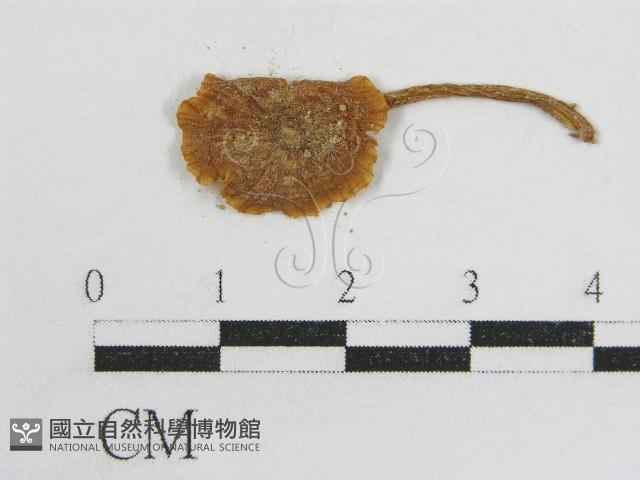 粉褶菌屬藏品圖，第3張