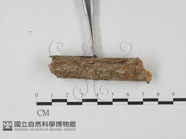 登錄號:F0013802藏品圖，第3張