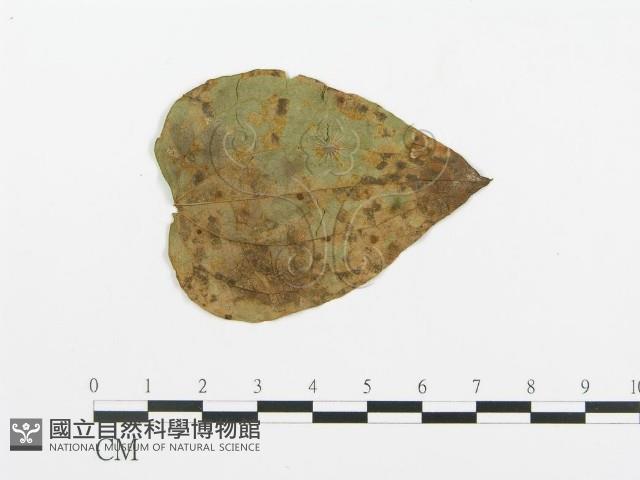 登錄號:F0018902藏品圖，第1張