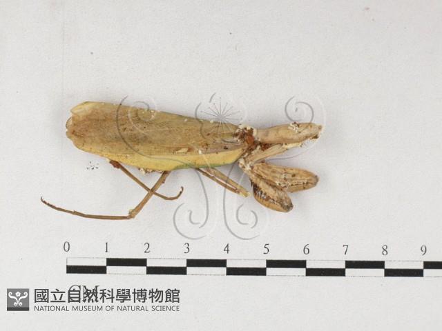 登錄號:F0026902藏品圖，第1張