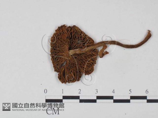 登錄號:F0021902藏品圖，第3張