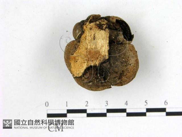 登錄號:F0001902藏品圖，第3張