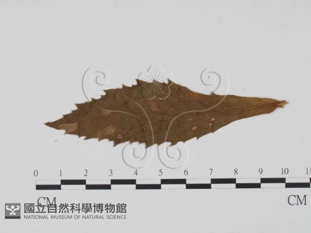 登錄號:F0011902藏品圖，第3張