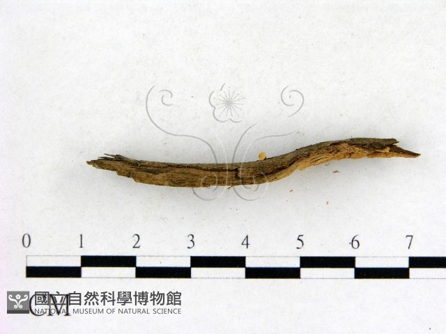 登錄號:F0004902藏品圖，第3張