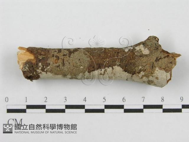 筍殼菌屬藏品圖，第3張