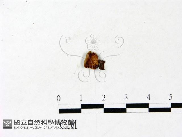 登錄號:F0022902藏品圖，第3張