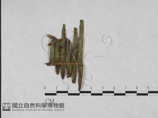 登錄號:F0027902藏品圖，第1張