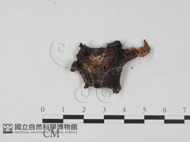 木耳屬藏品圖，第3張