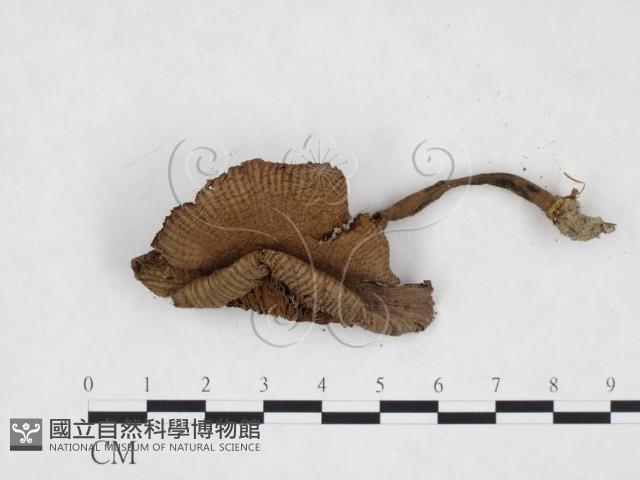 登錄號:F0025902藏品圖，第3張