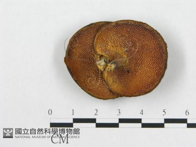 登錄號:F0005902藏品圖，第3張