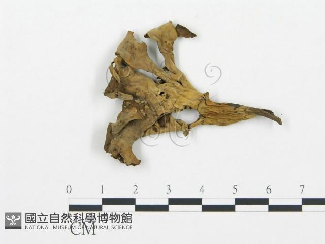 登錄號:F0015902藏品圖，第3張