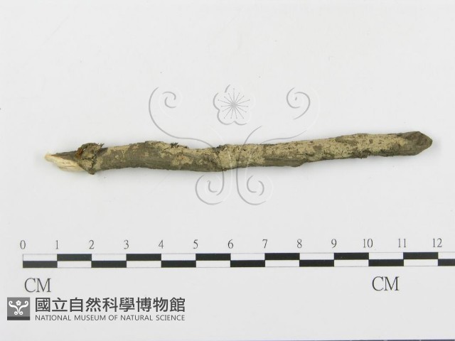 串擔革菌屬藏品圖，第3張