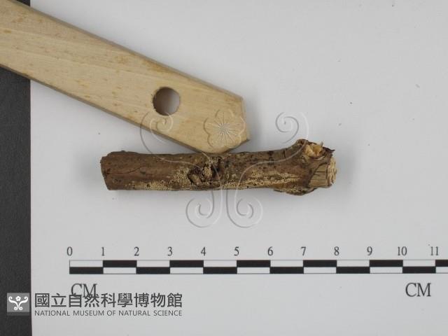 登錄號:F0008602藏品圖，第3張