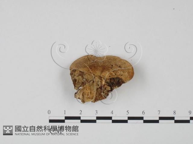 偏腫栓菌藏品圖，第3張