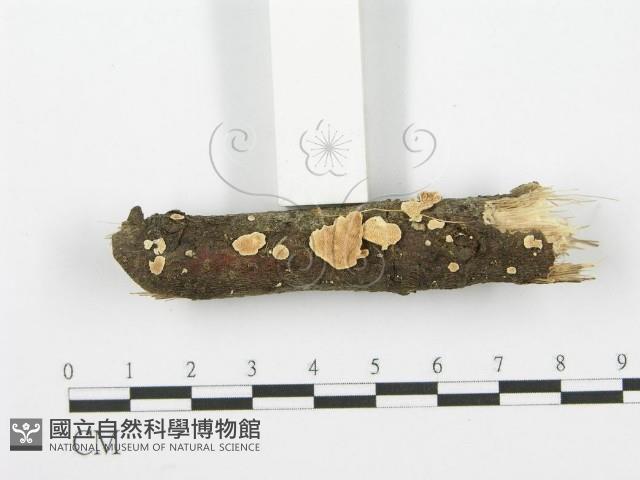 登錄號:F0001602藏品圖，第3張