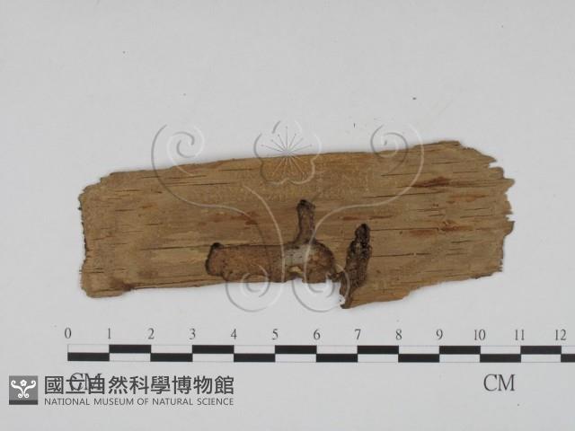 登錄號:F0011602藏品圖，第3張