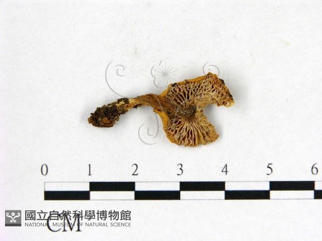 紅菇屬藏品圖，第3張