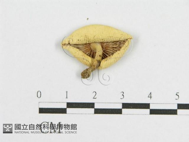 登錄號:F0012602藏品圖，第3張