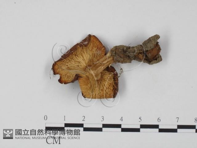 登錄號:F0007602藏品圖，第3張