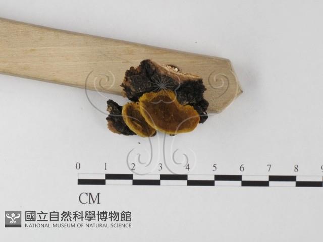 登錄號:F0025602藏品圖，第3張