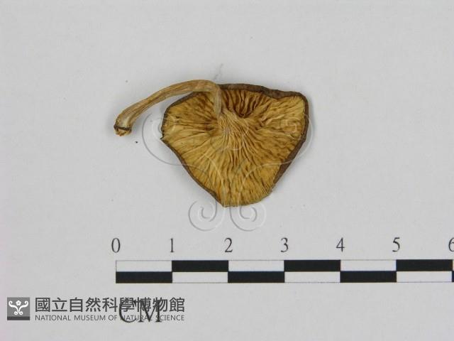 登錄號:F0015602藏品圖，第3張