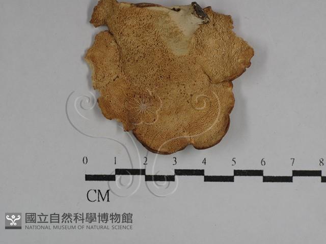 多孔菌屬藏品圖，第3張