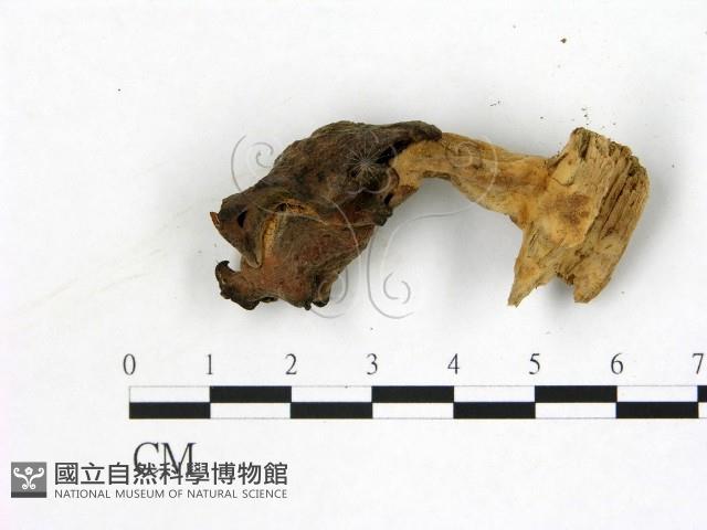 登錄號:F0019602藏品圖，第3張