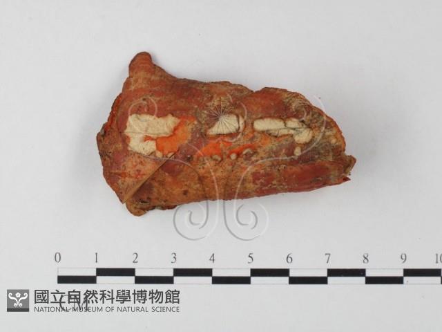 血紅密孔菌藏品圖，第3張