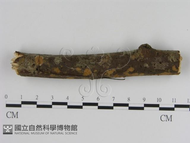 刺革菌屬藏品圖，第3張