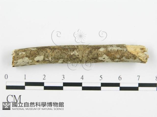 登錄號:F0010402藏品圖，第3張