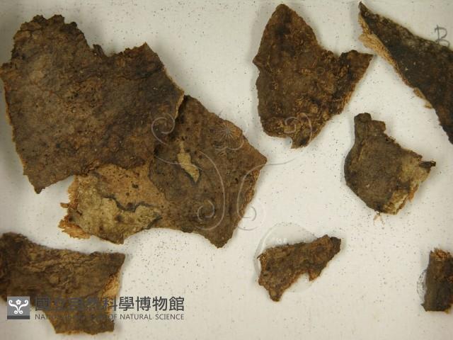 登錄號:F0021402藏品圖，第3張