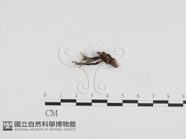 炭角菌屬藏品圖，第3張