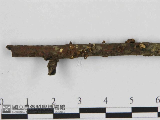 小皮傘屬藏品圖，第3張