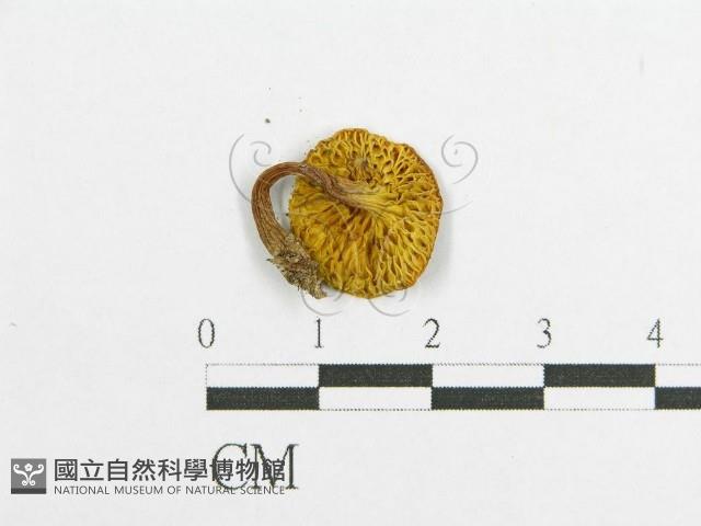 登錄號:F0012402藏品圖，第3張