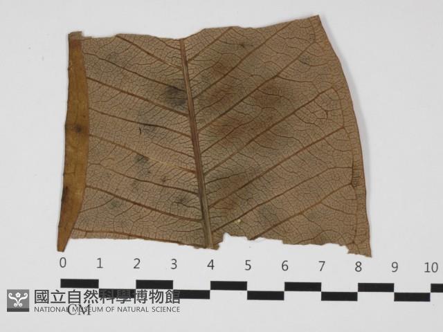 登錄號:F0032402藏品圖，第3張
