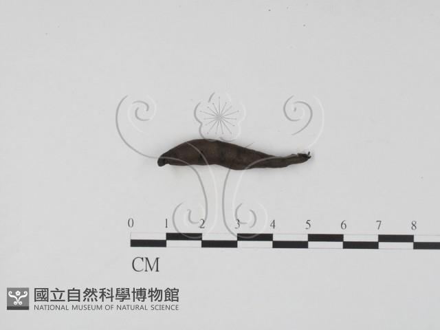 登錄號:F0007402藏品圖，第3張